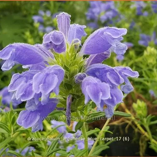Dracocephalum argunense 'Blue Carpet'