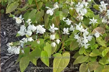 Epimedium x youngianum 'Niveum'