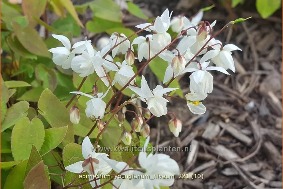 Epimedium x youngianum 'Niveum'
