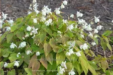 Epimedium x youngianum 'Niveum'