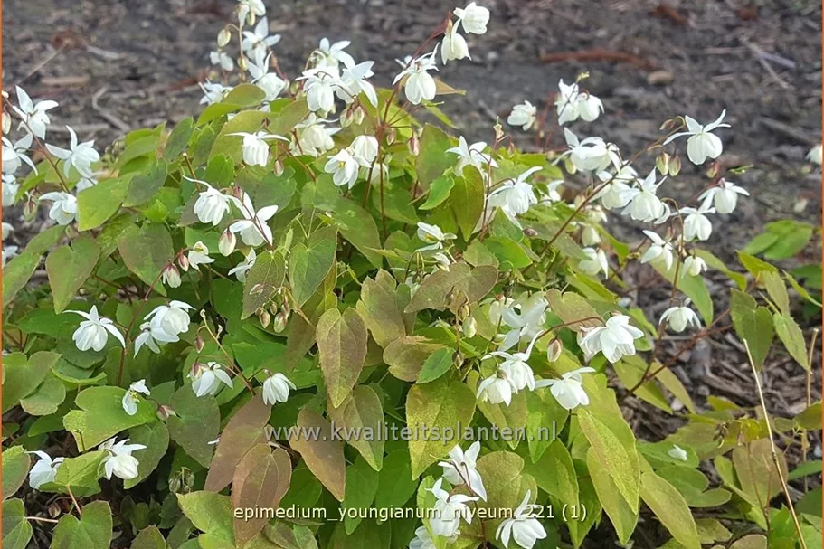 Epimedium x youngianum 'Niveum'