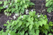 Epimedium x youngianum 'Niveum'