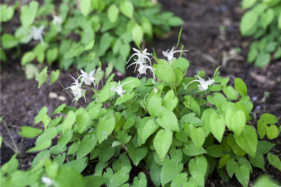 Epimedium x youngianum 'Niveum'