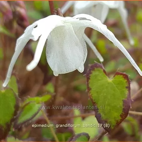 Epimedium grandiflorum 'Bandit'