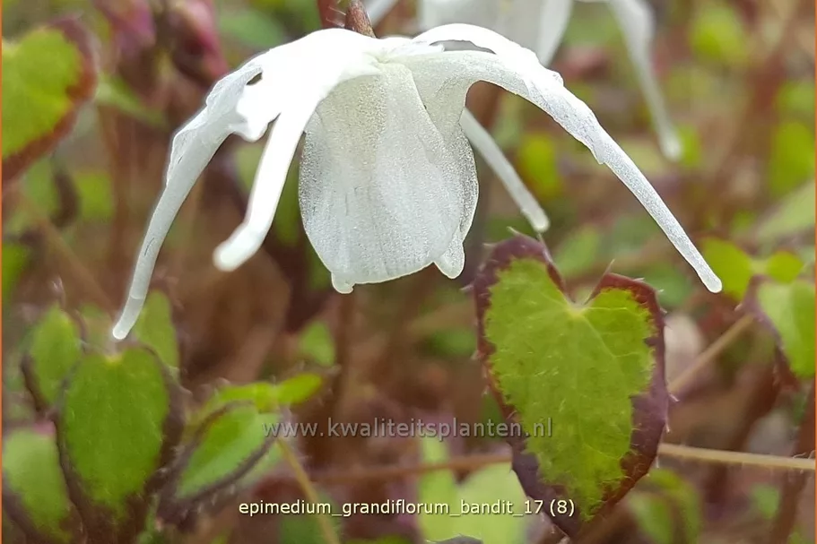 Epimedium grandiflorum 'Bandit'