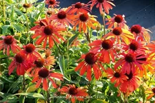 Echinacea purpurea 'Julia'