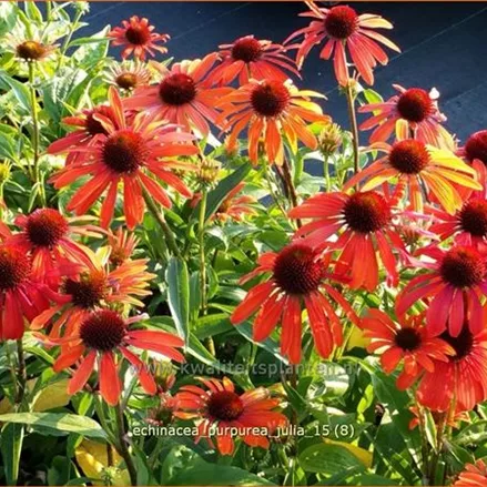 Echinacea purpurea 'Julia'