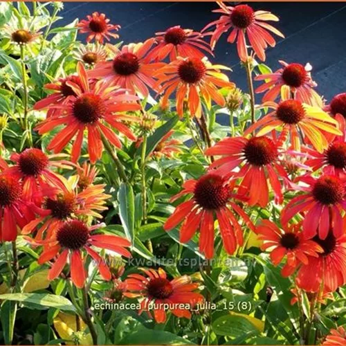 Echinacea purpurea 'Julia'