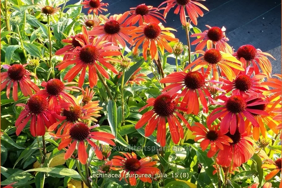 Echinacea purpurea 'Julia'