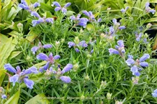 Dracocephalum argunense 'Blue Carpet'