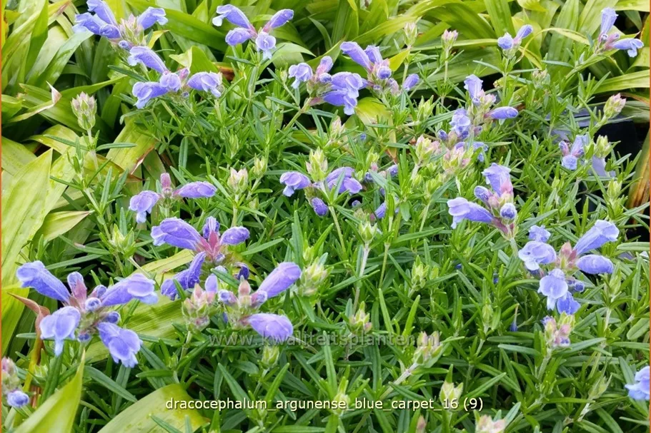 Dracocephalum argunense 'Blue Carpet'