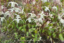 Epimedium grandiflorum 'Bandit'