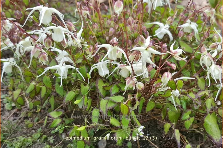 Epimedium grandiflorum 'Bandit'