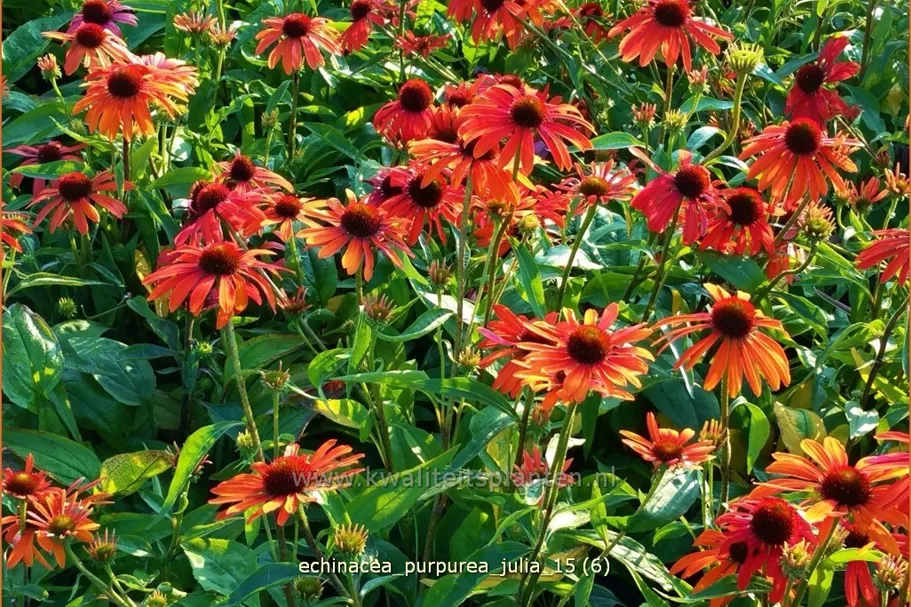 Echinacea purpurea 'Julia'