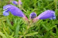 Dracocephalum argunense 'Blue Carpet'