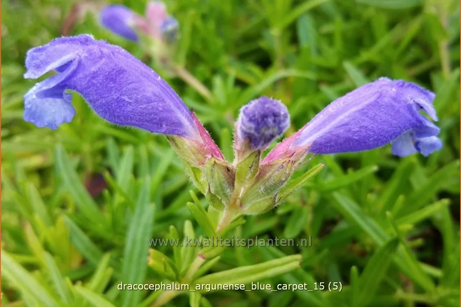 Dracocephalum argunense 'Blue Carpet'