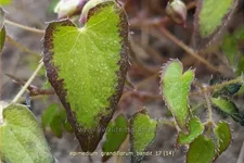 Epimedium grandiflorum 'Bandit'