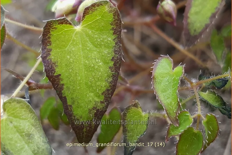 Epimedium grandiflorum 'Bandit'