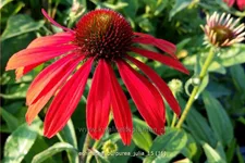 Echinacea purpurea 'Julia'
