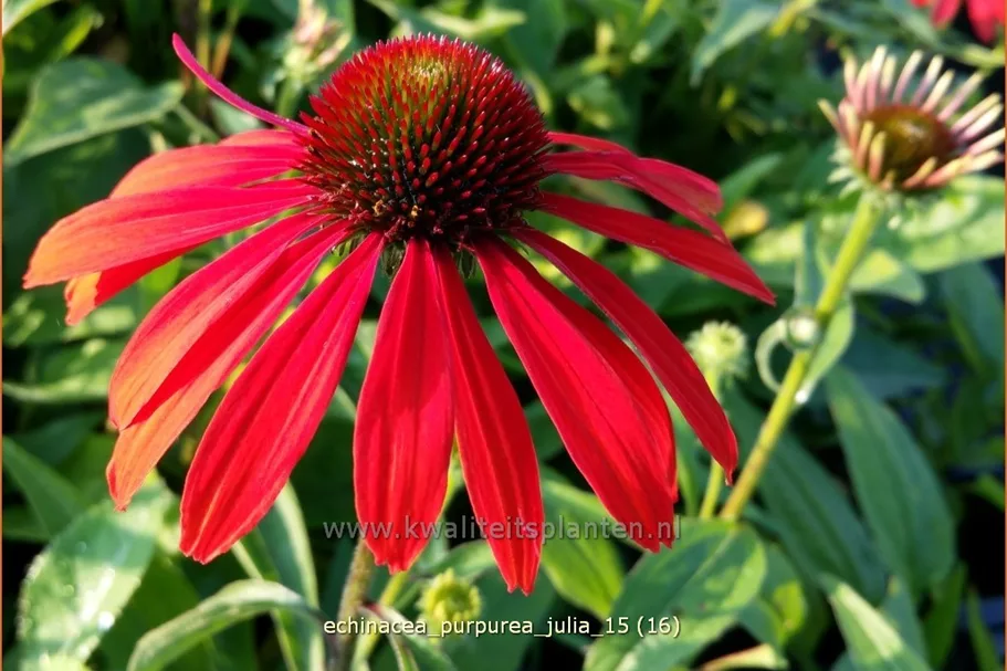 Echinacea purpurea 'Julia'