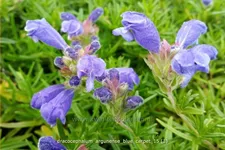 Dracocephalum argunense 'Blue Carpet'