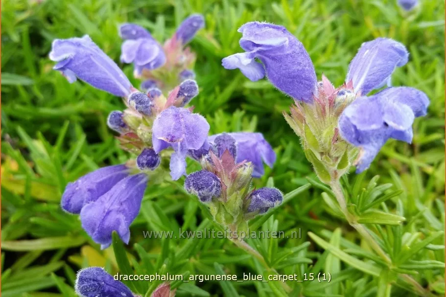 Dracocephalum argunense 'Blue Carpet'