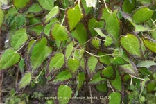 Epimedium grandiflorum 'Bandit'
