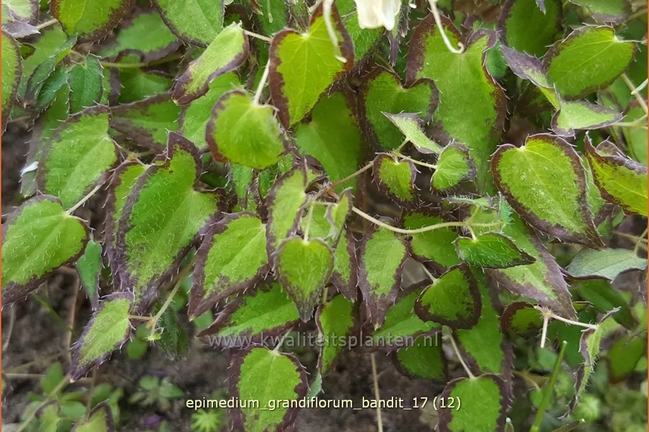 Epimedium grandiflorum 'Bandit'