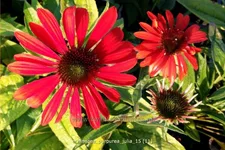 Echinacea purpurea 'Julia'