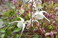 Epimedium grandiflorum 'Bandit'