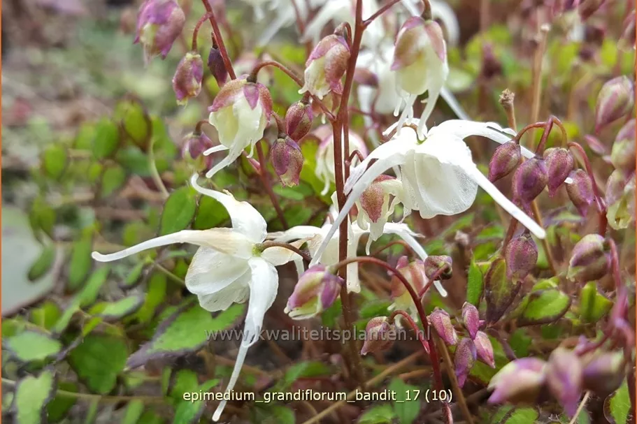Epimedium grandiflorum 'Bandit'
