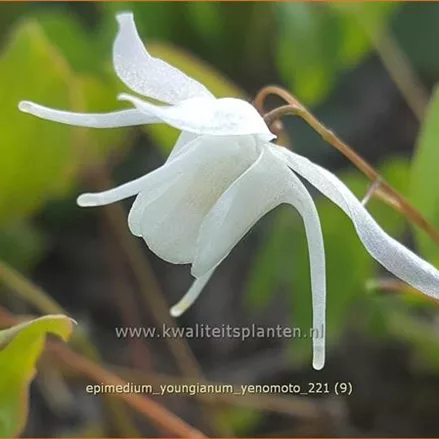 Epimedium x youngianum 'Yenomoto'