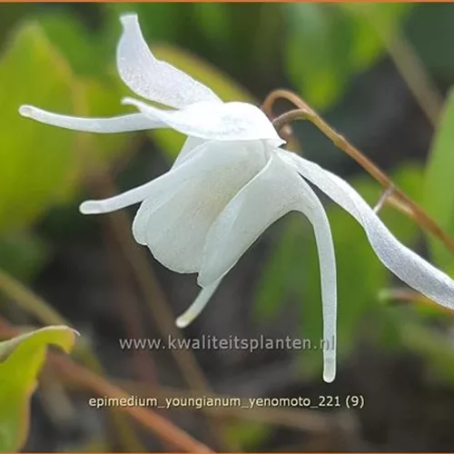 Epimedium x youngianum 'Yenomoto'