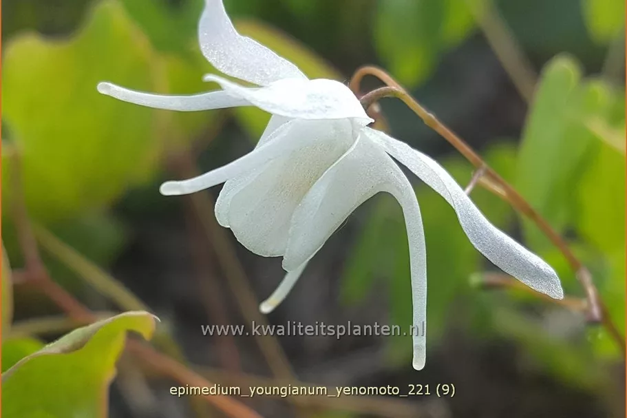 Epimedium x youngianum 'Yenomoto'