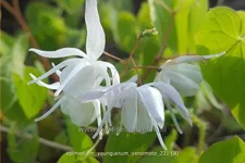 Epimedium x youngianum 'Yenomoto'