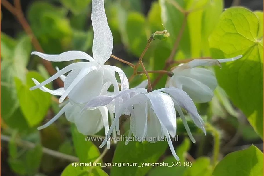 Epimedium x youngianum 'Yenomoto'