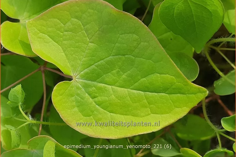 Epimedium x youngianum 'Yenomoto'