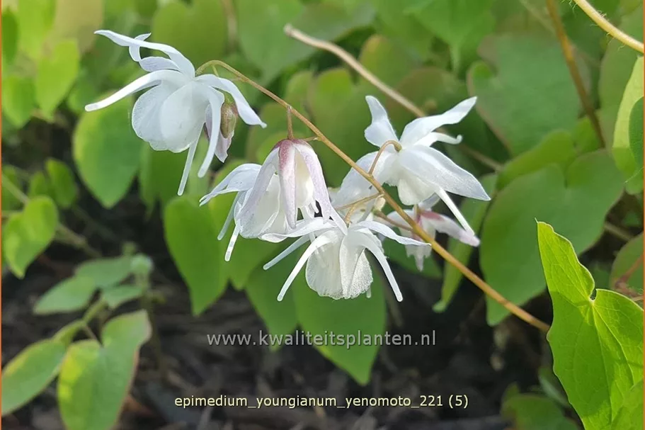 Epimedium x youngianum 'Yenomoto'