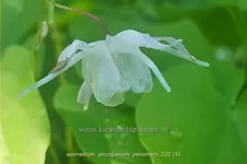 Epimedium x youngianum 'Yenomoto'