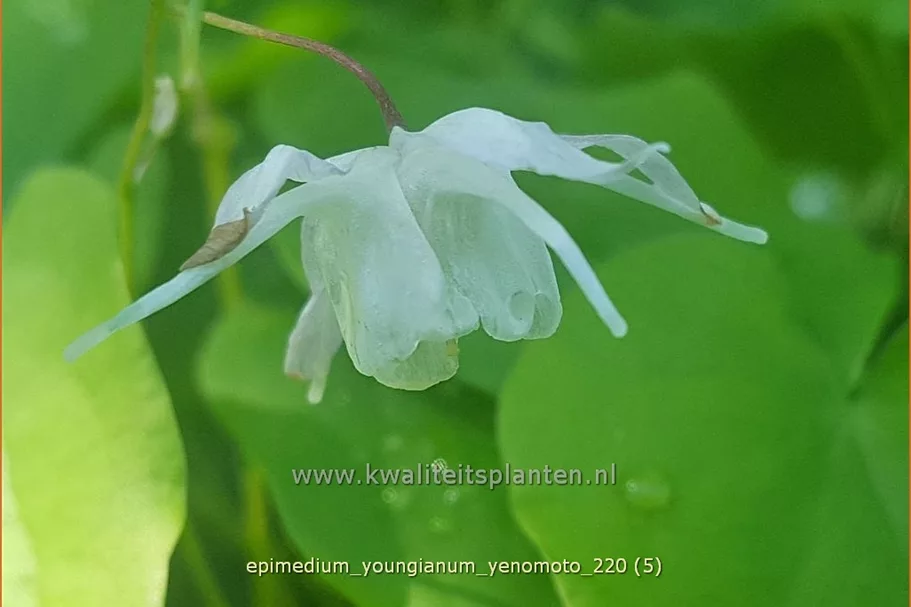 Epimedium x youngianum 'Yenomoto'