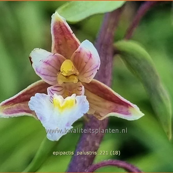 Epipactis palustris
