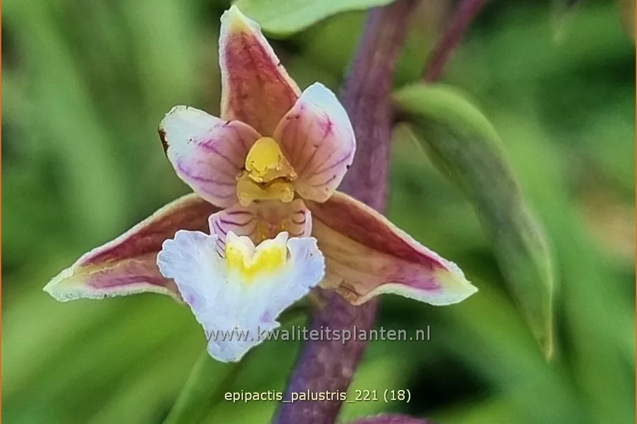 Epipactis palustris