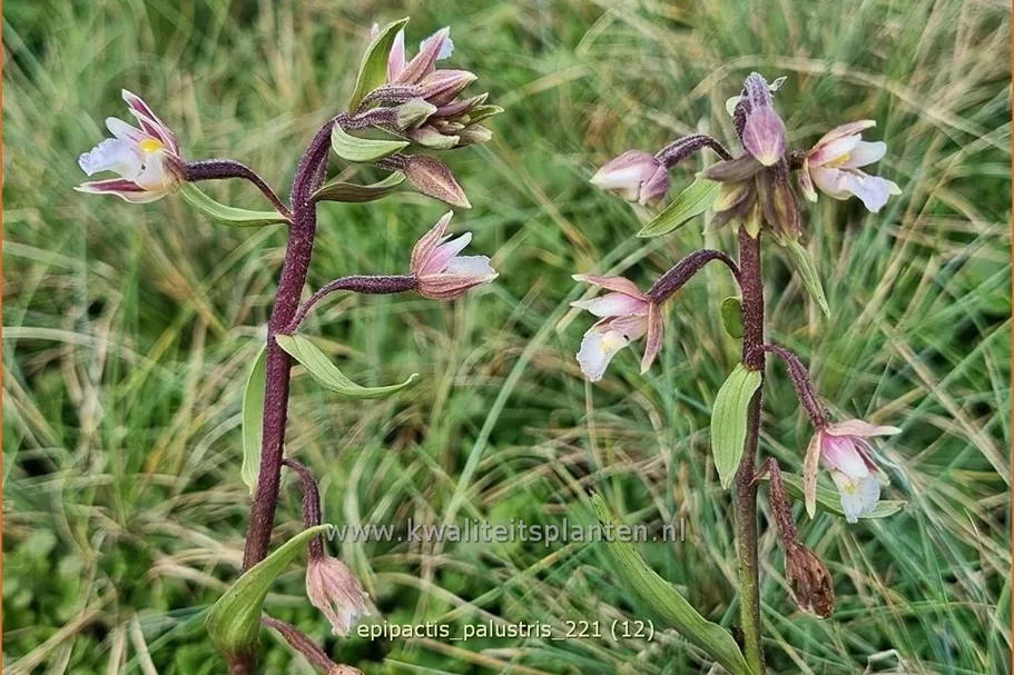 Epipactis palustris