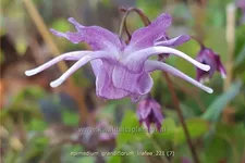 Epimedium grandiflorum 'Lilafee'