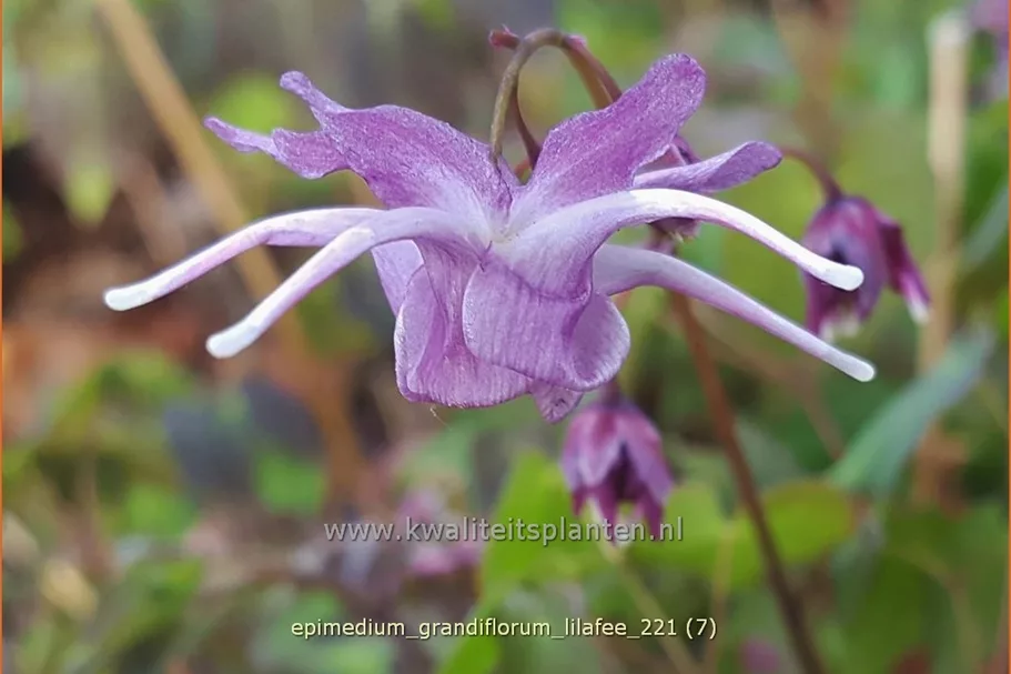 Epimedium grandiflorum 'Lilafee'