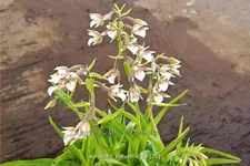 Epipactis palustris