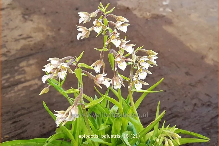 Epipactis palustris