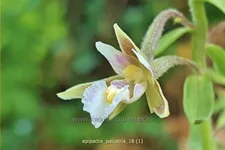 Epipactis palustris
