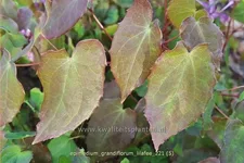 Epimedium grandiflorum 'Lilafee'