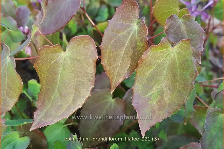 Epimedium grandiflorum 'Lilafee'